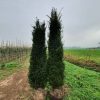 Taxus Baccata of Venijnboom