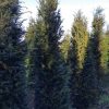 Taxus Baccata of Venijnboom - Afbeelding 4