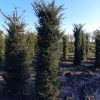 Taxus Baccata of Venijnboom - Afbeelding 3