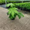 Vingerplant of Fatsia Japonica