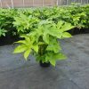 Vingerplant of Fatsia Japonica - Afbeelding 2