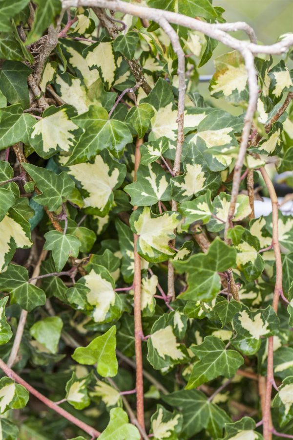 Klimop of Hedera 'Goldheart'