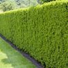Taxus Baccata of Venijnboom