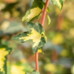 Klimop of Hedera 'Goldheart'