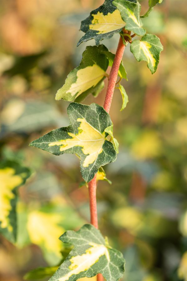 Klimop of Hedera 'Goldheart'