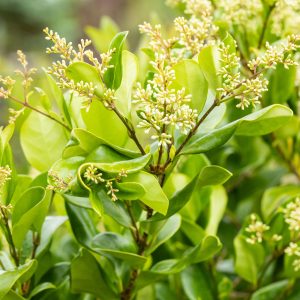 Liguster of Ligustrum 'Texanum'
