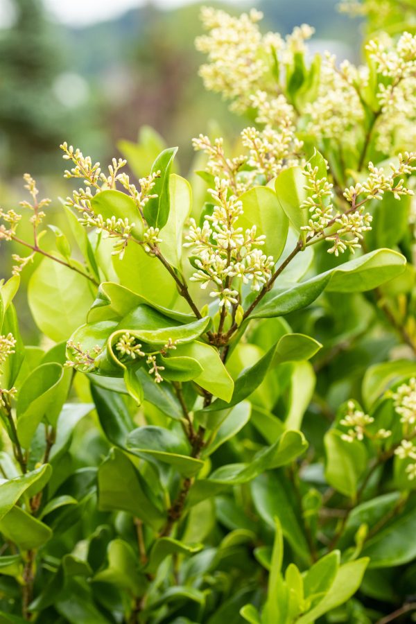 Liguster of Ligustrum 'Texanum'
