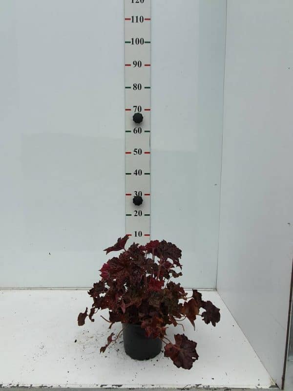 Purperklokje (Heuchera micrantha 'Palace Purple') - Afbeelding 2