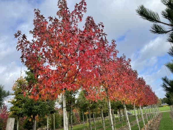 Amberboom of Liquidambar 'Worplesdon'