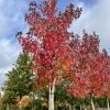 Amberboom of Liquidambar 'Worplesdon'