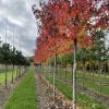Amberboom of Liquidambar 'Worplesdon'