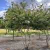 Amelanchier lamarckii of krentenboom - Afbeelding 2