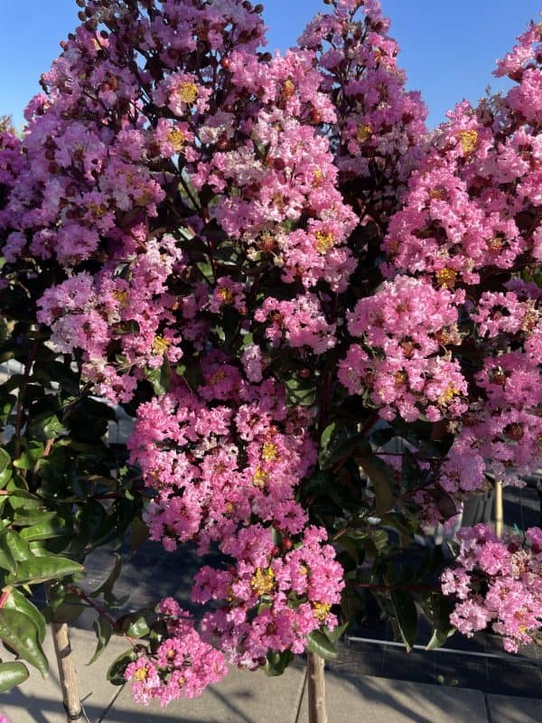 Lagerstroemia op stam