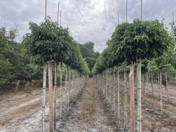 Bol amberboom of Liquidambar