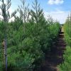 Mammoetboom of 'Sequoiadendron giganteum' - Afbeelding 2