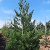 Mammoetboom of 'Sequoiadendron giganteum'