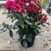 Bosrhododendron of Rhododendron 'Roseum' - Afbeelding 3