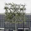 Prunus of groenblijvende leilaurier