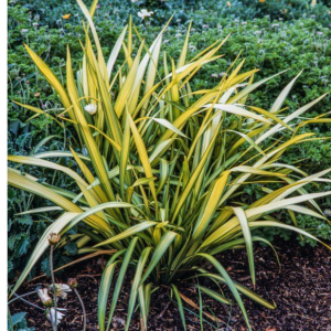 Nieuw-Zeelands Vlas of Phormium 'Yellow Wave'