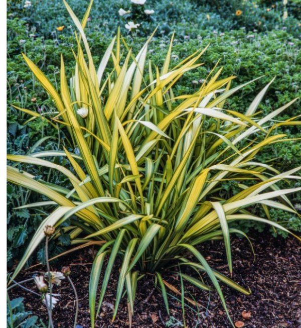 Nieuw-Zeelands Vlas of Phormium 'Yellow Wave'