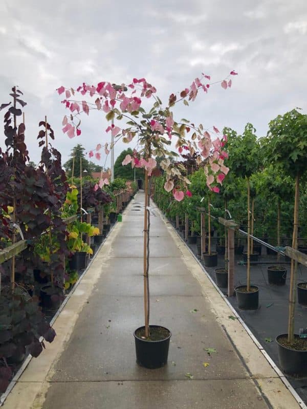 Judasboom (Cercis Carolina Sweetheart) op stam