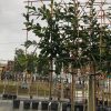 Prunus of groenblijvende leilaurier - Afbeelding 2