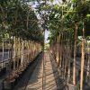Prunus of groenblijvende leilaurier - Afbeelding 3