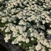 Duizendblad of Achillea 'Cerise Queen' - Afbeelding 2