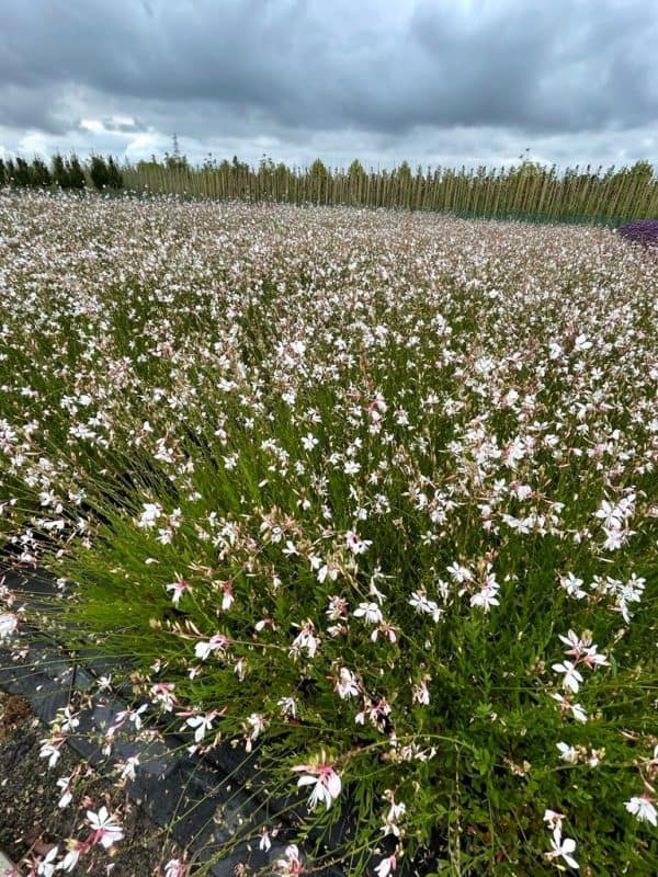 Lindheimer's kaars of Gaura 'Whirling Butterflies'