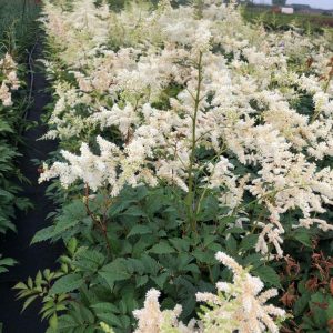 Pluimspirea of Astilbe 'Deutschland'