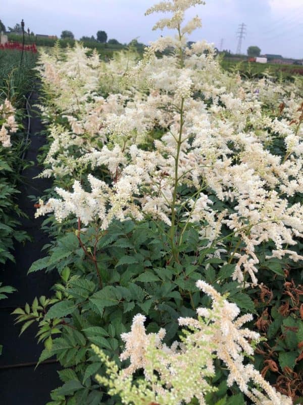 Pluimspirea of Astilbe 'Deutschland'