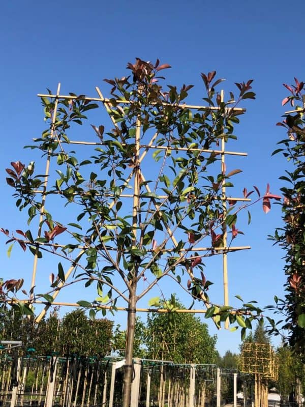 Lei Glansmispel of Photinia Red Robin