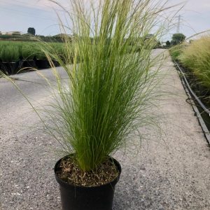 Vedergras of Stipa 'Ponytails'