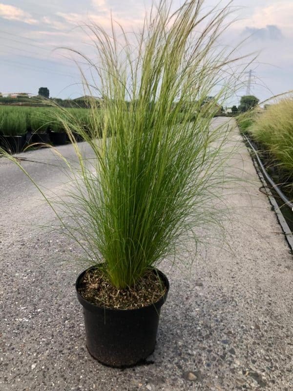 Vedergras of Stipa 'Ponytails'