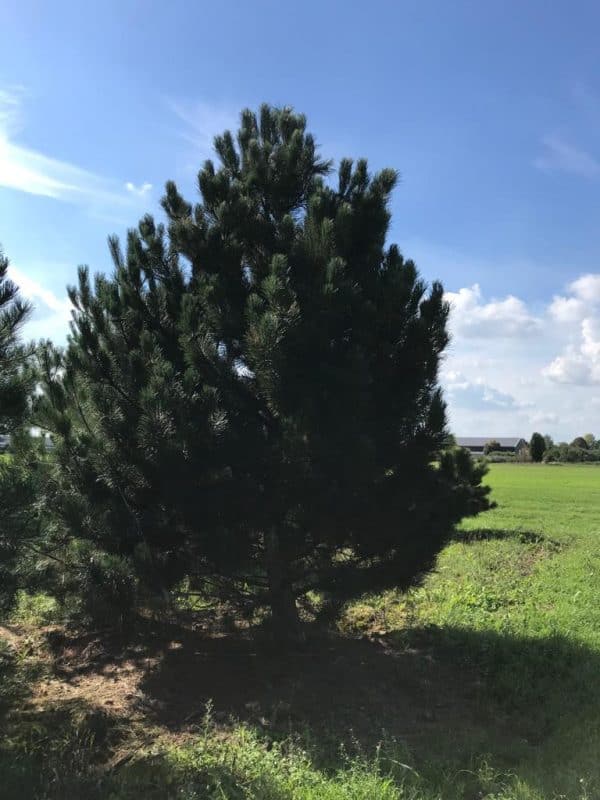 Pinus Nigra Nigra of Oostenrijkse den