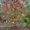 Amberboom of Liquidambar styraciflua - Afbeelding 2