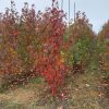 Amberboom of Liquidambar styraciflua