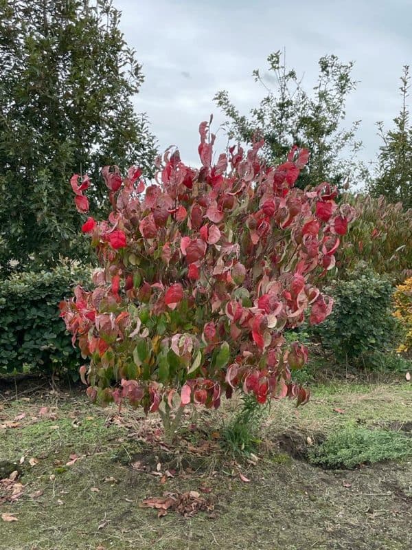 Amerikaanse kornoelje of Cornus Florida