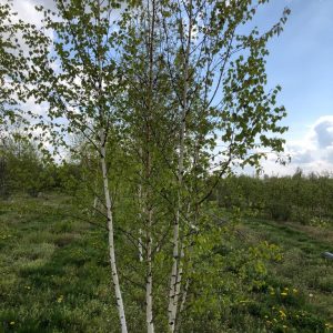 Witte Himalayaberk of Betula utilis 'Doorenbos'