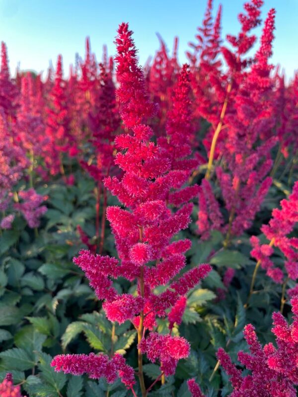 Spirea of Astilbe 'Fanal'