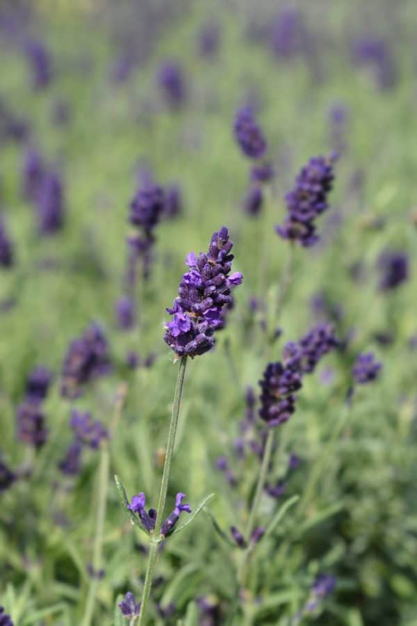 Lavendel of Lavandula 'Hidcote'