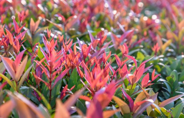 Glansmispel of Photinia 'Red Robin'