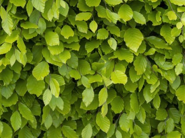 Fagus sylvatica of groene leibeuk