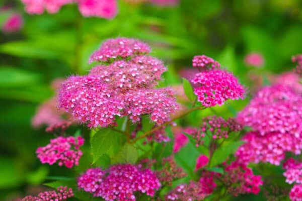 Spierstruik of Spiraea japonica 'Anthony Waterer'