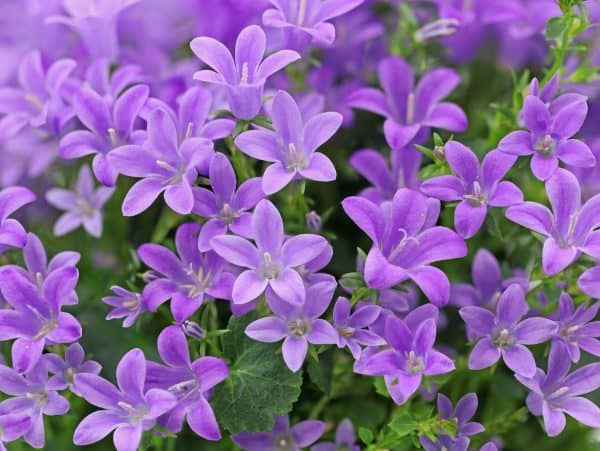 Campanula portenschlagiana