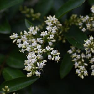 Liguster of Ligustrum 'Texanum'