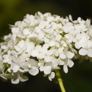 Hortensia of Hydrangea 'Strong Annabelle'