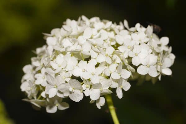 Hortensia of Hydrangea 'Strong Annabelle'