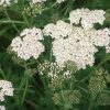 Duizendblad of Achillea 'Cerise Queen'