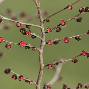 Persisch ijzerhout of Parrotia persica